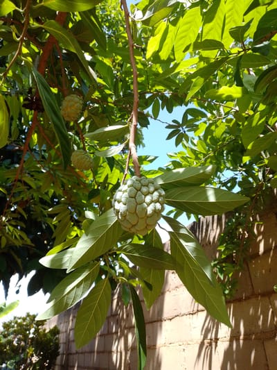 The image shows a custard apple tree in El Samán, Venezuela. Two custard apples hang from a branch amidst green leaves. The larger fruit hangs closer to the viewer. A brick wall is partially visible in the background. The sky is visible through the canopy.