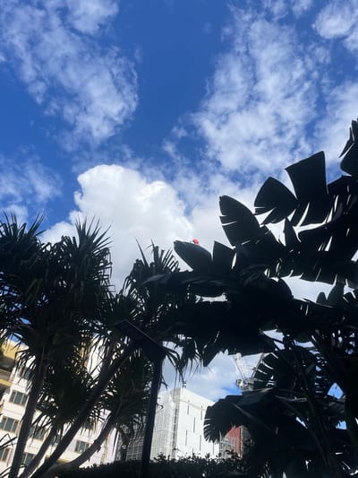 A low-angle, silhouetted view of lush, dark green foliage from tropical plants, likely Strelitzia (bird of paradise) or similar, dominates the foreground and mid-ground. The leaves are large and spread out, creating a dramatic, almost abstract pattern against a bright blue sky dotted with white, fluffy cumulus clouds.
In the background, peeking through gaps in the foliage, are elements of an urban environment. To the left, a portion of a light-colored building with numerous rectangular windows is visible. Further right, a white building, possibly under construction, is partially covered with scaffolding or netting. A large, white construction crane with a red element on its jib is prominent in the upper mid-ground, extending above the foliage.
A small, bright red object, possibly a flag or a piece of safety equipment, is visible on a leaf of a bird of paradise plant in the upper center of the image. The lighting suggests a sunny day. The overall impression is a juxtaposition of tropical nature against a developing urban landscape. This scene is consistent with locations in Brisbane, Australia, known for its subtropical climate and ongoing urban development.