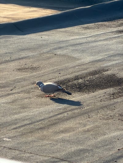 A wood pigeon is standing on a flat, grey, gritty surface, likely a rooftop, with dappled sunlight casting shadows. The pigeon is facing left, with its head lowered. The surface appears to be asphalt roofing material. In the background, a lighter colored, sandy or dusty area is visible, with shadows falling across it. The overall impression is a mundane urban scene. The specific location in Turnhout, Belgium, is not discernible from the image itself.