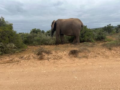 An adult African elephant stands on reddish-brown earth adjacent to a dirt track in the Sundays River Valley Local Municipality, South Africa. The elephant is positioned slightly left of center, with its body angled slightly away from the viewer, and its head turned to the left, partially obscured by and appearing to interact with dense green and grey-green shrubbery. Its grey-brown, wrinkled hide is visible. The foreground consists of a reddish-brown dirt road with scattered small stones and sparse dry vegetation clumps. Beyond the elephant and foreground, the midground and background are composed of thick bushveld under an overcast sky of uniform grey clouds. No other individuals or artificial structures are present.