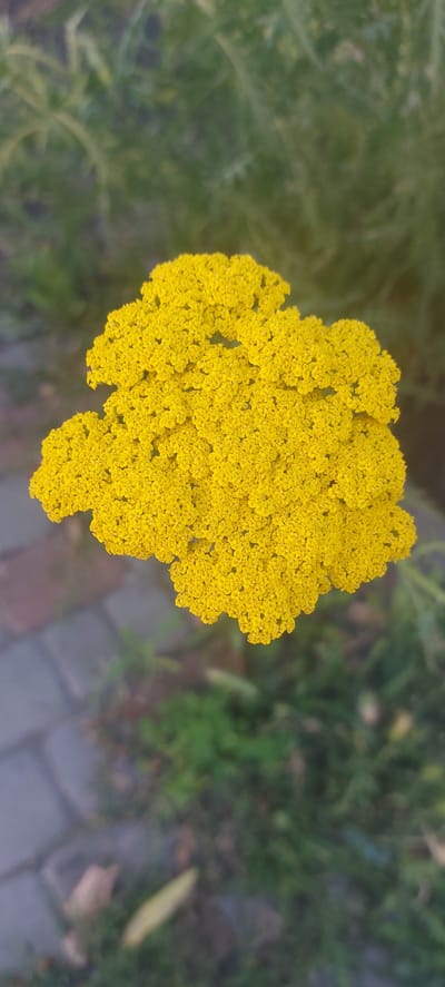This media file features a close-up, top-down view of a vibrant yellow yarrow flower cluster. The flower is the central subject, occupying the majority of the frame and appearing in sharp focus. Its intricate structure, composed of numerous tiny florets, is clearly visible. The background is softly blurred, creating a shallow depth of field that further emphasizes the flower.
The background consists of greenery, suggesting a garden or natural setting. Hints of paving stones, possibly cobblestone or brick, are visible in the lower right portion of the image, indicating a pathway or patio area. The lighting suggests it could be daytime, likely outdoors, with natural light illuminating the flower. There are no people or explicit events depicted; the image is a still-life portrait of the flower. The overall mood is serene and naturalistic. There is no visible text in the media file. The location context is Shepetivka, Ukraine.