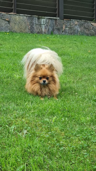 A Pomeranian dog lies on a vibrant green lawn, its fluffy, light brown and cream fur contrasting with the grass. The dog is positioned in the center of the frame, looking directly at the camera with dark, alert eyes. Its bushy tail curls around its body, creating a circular silhouette.
To the left of the dog, a stone wall constructed from irregular gray stones forms a boundary. Beyond the wall, there are dark, horizontal wooden slats that appear to be part of a fence or a retaining structure, suggesting an outdoor setting. The lawn itself is lush and well-maintained, with occasional small yellow wildflowers scattered amongst the blades of grass.
The lighting suggests it is daytime, possibly late morning or afternoon, with soft, diffused light. The weather appears to be clear and pleasant, ideal for outdoor activities. The overall scene evokes a sense of tranquility and domestic life, showcasing a pet enjoying a moment of rest in a garden or yard. There is no visible text in the image.