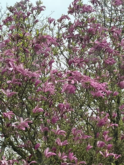 The image presents a close-up view of a tree heavily adorned with pink blossoms. The branches are dense and intertwining, with a backdrop of pale sky visible through the gaps. Small green leaves are interspersed among the flowers. The flowers appear to be a type of magnolia or a similar flowering tree species. There is no explicit indication of the location being Foetz, Luxembourg, in the image itself. However, if it is in Foetz, Luxembourg, the setting likely involves a park, garden, or urban landscape where such trees are cultivated. There are no people visible in the image.