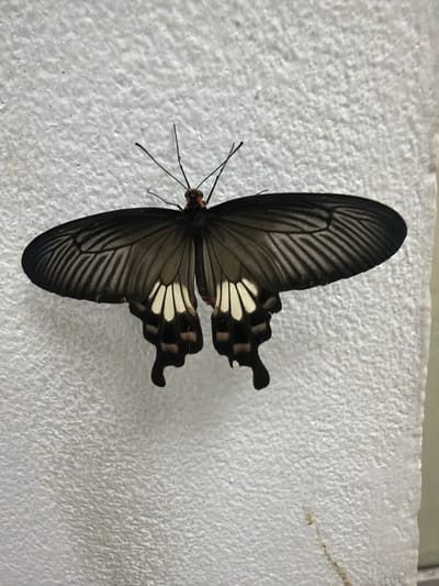 A large butterfly with dark, veined wings and white markings on its lower wings is perched on a textured, off-white wall. The butterfly is positioned centrally in the frame, with its wings spread wide. Its antennae are thin and black, and its body appears dark. The wall has a rough, bumpy surface. The image quality is slightly grainy. There is no indication of the location being in Savannakhet, Laos.