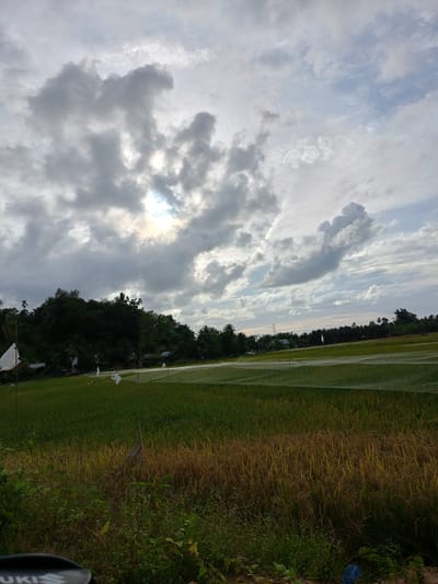 The image shows a landscape in Blangrheuem, Indonesia. The foreground features a field of rice, with a mix of green and golden-brown stalks, suggesting the rice is in the process of ripening or has already ripened. There's some vegetation in the lower portion of the frame, a combination of plants and weeds.
A translucent net is stretched across part of the field, likely for protection against birds or other pests. Beyond the field, a line of trees forms a horizon. In the distance, a few houses and infrastructure elements are visible.
The sky is filled with clouds, predominantly gray, with hints of blue sky peeking through. The sun appears to be behind the clouds, creating a diffused light.
There are no people or animals directly visible in the image.