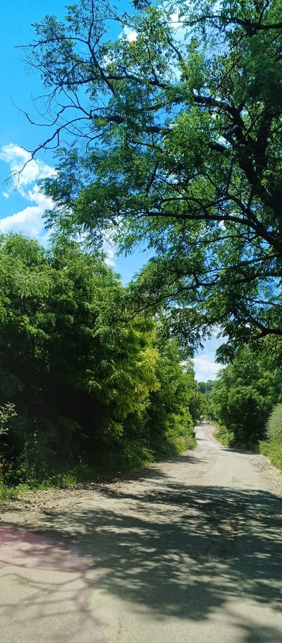 This image depicts a rural road winding through a dense green forest under a bright blue sky with scattered white clouds. The road appears to be unpaved or made of dirt and gravel, with patches of wear and tear visible. Lush green trees and foliage line both sides of the road, with the branches of a large tree overhead casting dappled shadows on the path. The overall impression is one of a serene, natural landscape. The location is the city of Mala Smilianka, Ukraine. There are no people or animals visible in the scene.