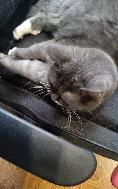 A close-up, eye-level shot shows a gray cat sleeping on a black fabric surface, likely a chair. The cat's paws, which are white, are visible. The cat's head is turned downwards, its whiskers fanned out. The background consists of a textured black material and a portion of a black leather armrest. The floor beneath is visible, featuring a beige tiled pattern. The image is undated and from Zheleznogorsk-Ilimsky, Russia.