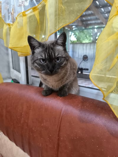 A Siamese cat sits on a brown, textured surface, possibly a couch, with a window in the background. Yellow curtains frame the window. Outside, a wooden fence and greenery are visible. The cat has blue eyes and light brown fur with darker markings. The scene appears to be indoors, with a clear view of the outdoors. No specific location in Jıbek joly, Kazakhstan can be determined from the image.