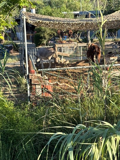 In the city of Chersonisos Municipal Unit, Greece, a farm setting is captured, featuring two donkeys within a fenced enclosure. One donkey, a lighter gray, is positioned towards the left side of the frame, its head lowered as if grazing or drinking. The second donkey, a darker brown, stands to the right, its hindquarters facing the viewer. The enclosure is constructed with wire fencing and wooden posts. Beyond the enclosure, a shaded area is visible, created by a camouflage netting stretched over a frame, suggesting an outdoor seating or rest area. Various plants, including tall reeds and lush green foliage, surround the enclosure, creating a natural and somewhat overgrown environment. The lighting suggests it is daytime, with sunlight casting shadows.