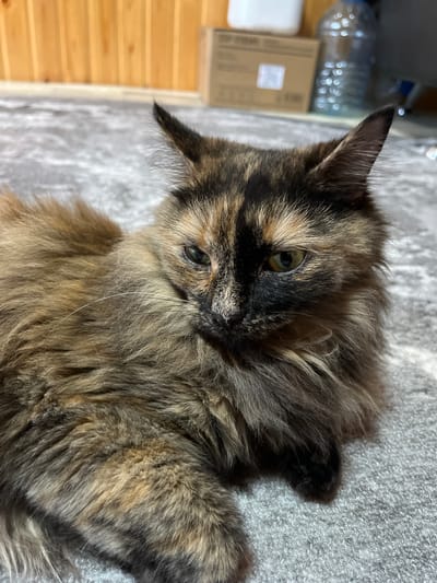 A tortoiseshell cat with long, fluffy fur is lying on a gray carpet. The cat's fur has patches of black, brown, and golden hues. Its eyes are partially closed, and it appears to be resting. In the background, there is a wooden wall and some objects, including a cardboard box and a plastic water bottle. The scene is an indoor setting, possibly a residential area within the city of Pamyati 13 Bortsov, Russia, though no specific landmarks are visible to confirm the exact location.
