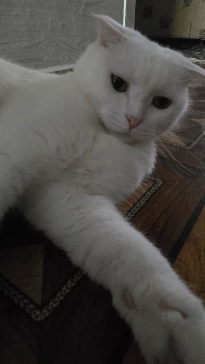 A close-up, eye-level shot shows a white cat lying on a patterned floor. The cat's head is tilted slightly to its right, with its eyes looking forward. Its fur is fluffy and white, with some subtle yellowing on its chest. The cat's right front paw is extended forward, resting on the floor. The floor has a geometric pattern of brown and beige tiles, with a decorative border. The background is out of focus, but appears to be a wall with some texture. The lighting is dim, casting soft shadows. The overall impression is one of calm and relaxation. The location is Katta Chilanzar-2 MFY, Uzbekistan.