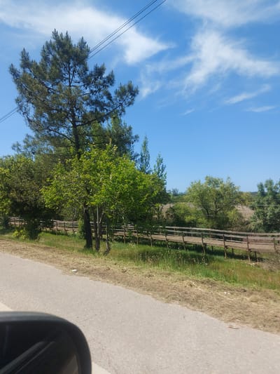 The image, depicting a sunny day, captures a rural or semi-rural landscape, likely taken from a vehicle. A paved road or path is visible on the right side of the frame, bordered by a strip of dry, light brown grass that transitions into greener grass with small white flowers. A dark gray car window frame is partially visible in the bottom right corner, suggesting the viewpoint is from inside a vehicle. A small, light-colored piece of litter can be seen on the dry grass near the road.
Further into the scene, a wooden fence or railing runs horizontally, partially obscured by a dense line of trees and bushes. Among the trees, a prominent pine tree with visible cones stands on the left, alongside various other deciduous trees with lush green foliage. The background features a clear, bright blue sky with scattered wispy white clouds. Electrical or telephone lines stretch diagonally across the upper left quadrant of the sky. Distant hills or elevated terrain are faintly discernible on the horizon.
The scene is bathed in bright daylight, indicating late morning or early afternoon, with fair and clear weather. The overall impression is one of tranquility in a natural setting. The location context for this media file is Montemor-o-Velho, Portugal. There is no visible text in the image.