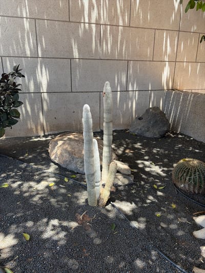 The image depicts an outdoor scene in the city of Antigua, Spain, showcasing a desert-like garden. In the foreground, dark grey gravel covers the ground, interspersed with scattered yellow leaves. Two tall, fuzzy, columnar cacti stand prominently, with a smaller, round cactus visible to the right. The cacti are positioned near a large, light-colored boulder. In the background, a wall constructed of light beige rectangular stones is visible, with dappled shadows cast across it from an unseen source of light. To the left, a dark-leafed bush adds a touch of contrasting greenery. A large, dark grey boulder is situated behind the taller cacti and to the right. Black irrigation lines run across the gravel.