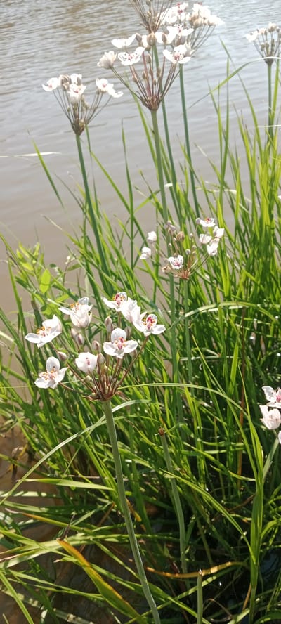 This image depicts a close-up view of flowering Rush (Butomus umbellatus) plants growing near the water's edge, likely in a rural area of Январцев ауылдық округі, Kazakhstan. The foreground is dominated by the delicate white and pink flowers of the Rush, arranged in an umbel inflorescence, with visible stamens and pistils. The plants have long, slender, green leaves that partially obscure the murky brown water in the background. Sunlight catches the edges of the leaves and flowers, creating highlights. The overall scene suggests a natural aquatic environment, possibly a riverbank or pond, characterized by lush vegetation and calm water. No people or man-made structures are visible.