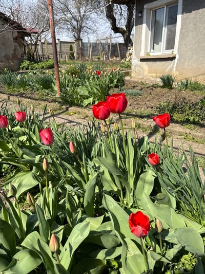 The image depicts a garden scene in Lipnik, Bulgaria. Red tulips in various stages of bloom dominate the foreground, surrounded by green foliage. The garden bed extends towards the background, where a residential building with a visible window is located on the left. In the distance, a weathered wooden fence and bare tree branches are discernible. A metal pole runs across the middle ground of the image. The scene is bathed in sunlight, casting shadows across the plants and garden.