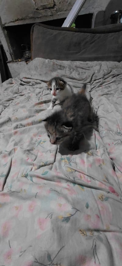 Two kittens are on a bed covered with a floral-patterned sheet. The kitten in the foreground is a tabby and is facing downwards, partially obscuring its face. The kitten behind it is a calico and is looking towards the left. The background shows a dark, out-of-focus area that appears to be indoors, possibly a room. There is no information about the location in the city of Ketrysanivka, Ukraine.