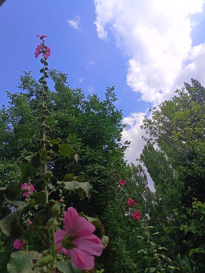 A close-up, low-angle shot captures a tall stalk of pink hollyhock flowers against a backdrop of lush green trees and a vibrant blue sky with scattered white clouds. The hollyhock, a prominent subject, extends upwards, with several pink blossoms in various stages of bloom and developing seed pods along its stem. The surrounding trees form a dense canopy, partially obscuring the sky. The scene appears to be outdoors, possibly in a garden or park within Langar, Uzbekistan, during daylight hours. No people are visible in the image. The overall impression is one of natural beauty and tranquility.