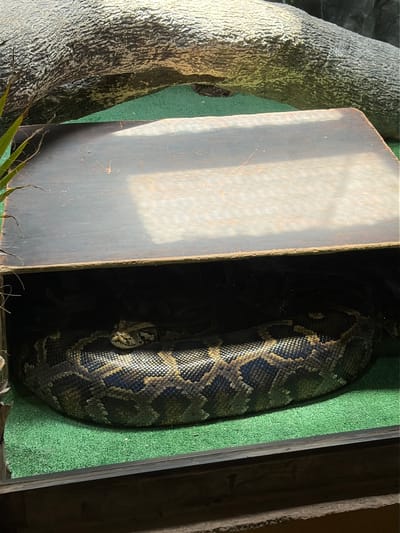 The image shows a reticulated python curled up inside what appears to be a wooden enclosure with green carpeting. The snake's head is visible within the coil, partially obscured by shadow. To the left of the enclosure is a textured, tree-like structure. The scene is indoors, possibly within a zoo or reptile exhibit. There is no evidence to confirm the location in the city of San Pedro Zacachimalpa, Mexico.