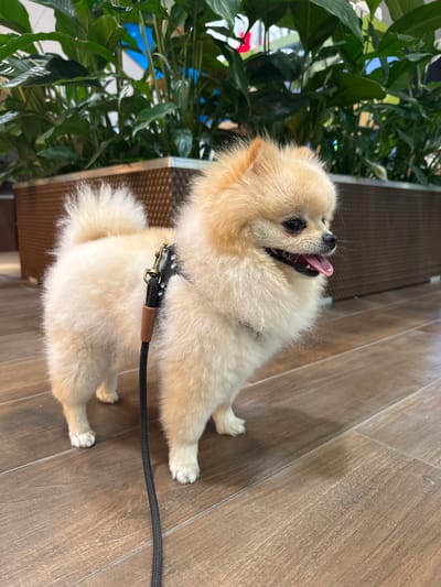 The image shows a small, light-beige Pomeranian dog standing on a brown, tiled floor. The dog is panting with its tongue out. It is wearing a black collar with what appear to be decorative studs and a black leash. Next to the dog is a lush green plant in a container. The location of the picture is likely a public area, as the tiled floor suggests a commercial space or public building. While the image doesn't provide explicit information, it could potentially be Ludwigsburg, Germany based on external knowledge.
