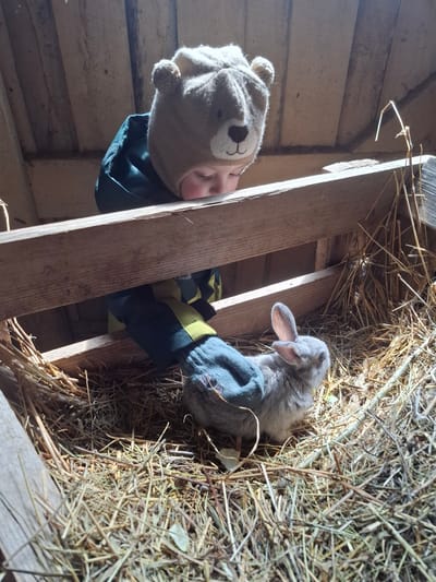 This image captures a tender interaction between a young child and a rabbit in what appears to be a rustic farm or barn setting. The scene is illuminated by bright natural light, suggesting it is daytime.
The primary subjects are a child and a small, grey-furred rabbit. The child, positioned on the left side of the frame, is wearing a light brown, possibly knitted, hat featuring a bear's face design with ears or pompoms. Their left eye is partly visible, appearing closed or squinting. They are dressed in a dark green jacket with lime green accents on the sleeves and blue gloves. Part of the word "Coolly" can be faintly seen on the jacket sleeve. The child's gloved hand is extended towards the rabbit.
The rabbit, situated on the right, is a small, light grey creature with noticeable ears, nestled comfortably in a bed of hay or straw. The activity centers around the child's interaction with the rabbit, possibly petting or observing it gently.
The setting is characterized by rough-hewn wooden planks or slats forming a structure, possibly part of a stall, enclosure, or ladder. The ample amount of hay further emphasizes an animal housing environment. The bright light streams in from the upper right, casting shadows and highlighting textures. The overall impression is one of gentle curiosity and rural life, fitting for a location like Ludorvai, Russia, known for its ethnographic focus.