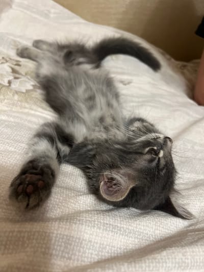 A grey kitten is sleeping on its back on a white textured surface, likely a bed or blanket. The kitten's paws are extended upwards, and its eyes are closed. The kitten's fur is fluffy and appears to be grey with darker grey stripes. The background is blurred, but it seems to be indoors. There are no people visible in the image. The location is stated as Здоровье-2 Снт, Russia.
