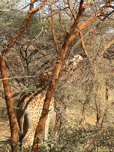 The image, rotated 90 degrees clockwise, depicts a giraffe partially concealed within a dense, thorny tree and bush environment. The scene unfolds during bright daylight, with clear illumination highlighting the natural textures and colors.

The main subject is a giraffe, whose distinct cream and brown spotted pattern is visible across its body, neck, and head. Its head, with its characteristic ossicones and ears, is seen peering through the branches towards the upper part of the image (when correctly oriented). A significant portion of its body, including its back, flanks, and parts of its legs, is visible through gaps in the foliage towards the center and lower sections. The giraffe appears to be either stationary, resting, or slowly moving, using the dense vegetation for camouflage.

The setting is characterized by numerous trees and shrubs with reddish-brown branches and sparse, light green, thorny leaves. These branches crisscross the frame, creating a natural screen that partially obscures the giraffe. The ground visible beneath and among the trees is dry and sandy, suggesting an arid or semi-arid landscape. The overall impression is of a wild animal perfectly adapted to its natural habitat, blending into the surroundings. This scene is located in Communauté rurale de Sindia, Senegal. No text is visible in the image.
