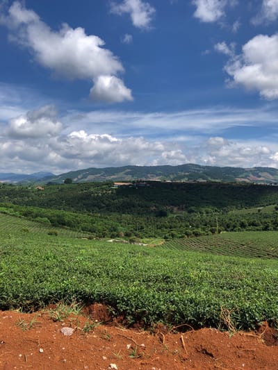 A high-angle, full outdoor shot captures a vast, rolling landscape dominated by lush green tea plantations under a vibrant blue sky dotted with fluffy white clouds. The foreground features reddish-brown soil with sparse dry grass and a few pebbles. Beyond this, the meticulously terraced tea fields descend into a valley, their neat rows creating a textured pattern. The middle ground is filled with dense, verdant trees, forming a carpet of green that obscures the ground. In the distance, a range of undulating hills and mountains stretches across the horizon, some covered in trees and others showing signs of human habitation with scattered buildings and red-tiled roofs. The overall scene depicts a serene agricultural landscape in the Vietnamese countryside, likely Thôn 8, Vietnam.