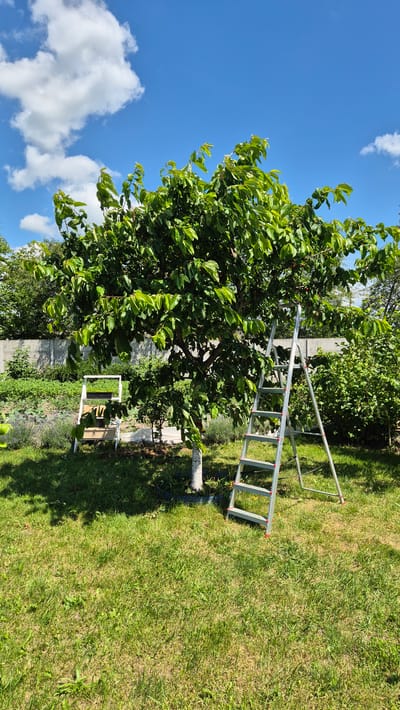 An outdoor scene in Цярэніцкі сельскі Савет, Belarus, features a medium-sized deciduous tree with green leaves, likely a cherry tree, bearing some red fruit. The tree is situated in a grassy yard. To the right of the tree, a silver A-frame ladder is propped up, suggesting it is being used for harvesting or pruning. To the left of the tree, a white step stool is also visible. In the background, a concrete fence separates the yard from what appears to be a garden with rows of plants and some lavender. The sky is a clear blue with scattered white clouds. The overall setting is a residential backyard on a sunny day.
