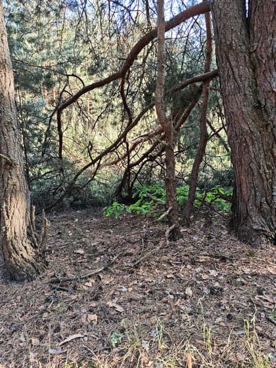 The image depicts a woodland scene in Zarech'e, Russia. The foreground is composed of pine needles, leaves, and twigs covering the ground. Two mature pine trees flank the left and right edges of the frame, partially obscuring the view. Between these trees are several smaller trees with intertwined branches, forming a dense thicket. Patches of green foliage are visible amidst the undergrowth. The background reveals a blurred view of more trees, suggesting a continuation of the forest. The lighting appears natural, with sunlight filtering through the canopy, creating dappled shadows on the forest floor. There are no people or animals visible. The scene appears to be undisturbed, representing a typical forest environment.