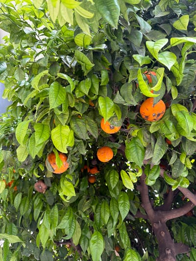 Looking up from below, the image depicts an orange tree laden with fruit. The leaves are predominantly green, though some display mottling and discoloration. Several ripe oranges are visible, some marked with spots or blemishes. The tree's branches extend upwards, partially obscuring the sky. The location is given as Rosolini, Italy, though no specific details within Rosolini are discernible. There are no people visible in the image.