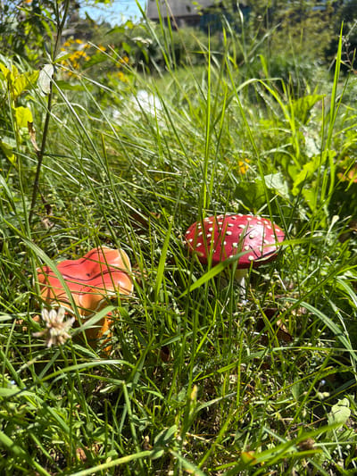 The image depicts a close-up, low-angle view of two fly agaric mushrooms (Amanita muscaria) growing amidst tall, green grass in an outdoor environment. One mushroom, to the left, is predominantly red with a slightly orange hue at its base and cap edges. The other mushroom, to the right, is a vibrant red with distinct white spots on its cap. Both mushrooms have white stems visible, partially obscured by the surrounding foliage. The grass is lush and appears to be growing in a natural setting, possibly a forest floor or a meadow. In the background, out of focus, hints of green foliage, yellow wildflowers, and a light blue sky can be observed, suggesting a sunny day. There are no people or animals present in the immediate scene. The composition focuses on the natural beauty and detail of the mushrooms and their habitat. The location of Jalguba, Russia is not discernible from the visual information provided in the image.