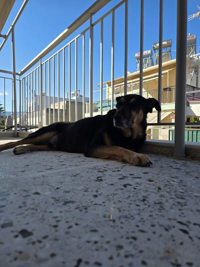 A dog is lying on a balcony floor in Agii Anargiri, Greece. The dog is a mixed breed with black and tan fur, and it is resting its head on its paws. The dog appears to be looking off to the side with its eyes partially closed. The balcony has a light-colored railing and a textured floor. In the background, there are buildings with solar water heaters on their roofs and a clear blue sky.
