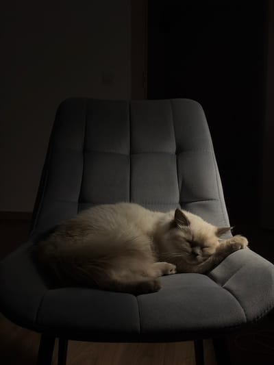 A long-haired, light-colored domestic cat, appearing to be a Himalayan or similar breed with darker points on its ears and face, is observed sleeping curled on a grey upholstered chair. The chair features a tufted backrest with square stitching and is illuminated from the left, casting the right side of the cat and chair, along with the background, into shadow. In the dimly lit background, a light-colored wall with a white rectangular light switch is visible on the left, while a dark door frame or vertical surface appears on the right. A wooden floor is discernible beneath the chair's base. The scene takes place indoors in a residential setting in Новогорелово, Russia.