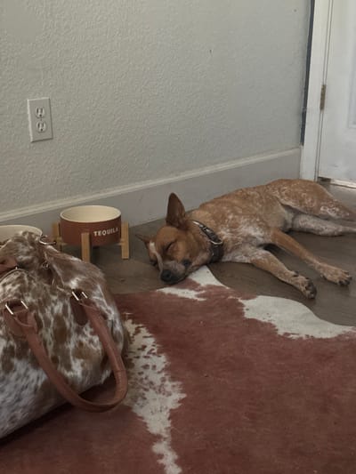 The image displays an indoor domestic scene, situated in an indeterminate residential location within Rancho Murieta, United States. A reddish-brown and white speckled dog, wearing a dark collar, is observed lying on its right side on a light brown plank floor, with its eyes closed, indicating sleep. Adjacent to the dog, a wooden pet feeder stand holds two bowls; the visible, terracotta-colored ceramic bowl features "TEQUILA" in white text. A large handbag, presenting a brown and white mottled cowhide pattern with brown leather handles, rests in the foreground. A reddish-brown and white cowhide-patterned rug lies partially beneath the dog and extends towards the lower edge of the frame. The background consists of a light-colored, textured wall with a white duplex electrical outlet and a white baseboard. A segment of a white door with visible hinges is present in the upper-right portion of the scene. No human subjects or active interactions are visible.