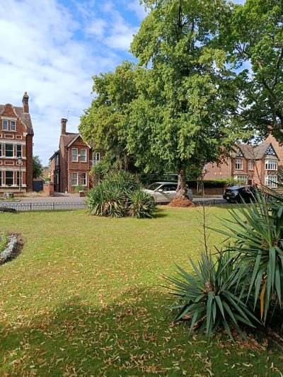 The image depicts a street scene in Bedford, United Kingdom. It features several brick houses with traditional architecture, including bay windows and pitched roofs. The houses are situated along a paved road with a black metal fence separating them from a grassy lawn. A large, leafy tree dominates the center of the image, casting a shadow on the lawn, which is partially covered with fallen leaves. Two cars are parked on the road: a white car and a dark-colored car, possibly a hatchback. In the foreground, there are large, spiky green plants. The sky is blue with scattered white clouds. The scene appears tranquil and suggests a pleasant daytime setting, likely during late summer or early autumn due to the fallen leaves. No people are visible in the image. No visible text is present.