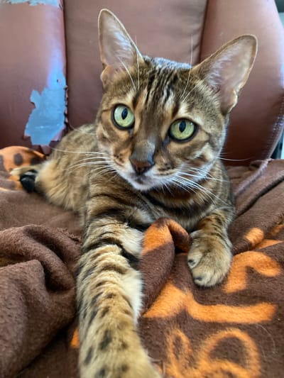 A close-up shot shows a Bengal cat with green eyes and tabby markings lying on a brown blanket with an orange animal-print design. The cat is positioned on the left side of the frame, with its body angled towards the right. Its front paw is extended forward, resting on the blanket. In the background, a portion of a torn, brown-leather chair is visible. The image was taken indoors. There is no discernible information about the location in the city of Gabishevo, Russia.