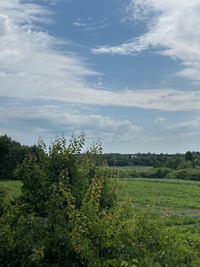 This is a photograph of a rural landscape in Velyka Cherniavka, Ukraine. The image is oriented vertically, showing a vast expanse of sky on the left and a green field with trees on the right. The sky is filled with scattered white clouds against a bright blue background, suggesting it is daytime. The field appears to be agricultural, with rows of green crops stretching into the distance. A line of dense trees forms a border along the edge of the field, with more trees visible further back. In the foreground, on the right side of the image, is a lush green bush with visible branches and leaves. The overall scene evokes a sense of nature and open space, likely during fair weather. There is no visible text in the image.
