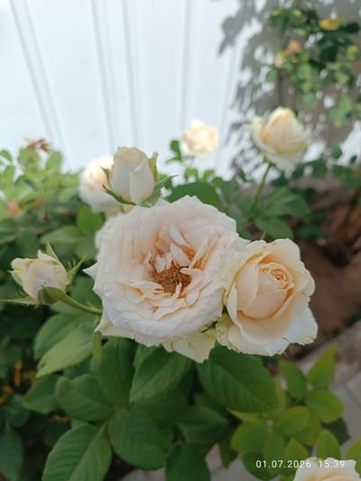 The image shows a close-up of several light-colored roses with green leaves. The roses appear to be a pale yellow or cream color, and some are in full bloom while others are still buds. The petals are delicate and layered, and the center of the fully bloomed roses reveals brown stamens. The leaves are a deep green and appear healthy. In the background, a white structure with vertical lines is visible, possibly a fence or wall, with some dappled shadows cast upon it, suggesting it might be outdoors with sunlight. The lighting suggests it is daytime. The overall mood is serene and natural. There is a timestamp in the lower right corner that reads "01.07.2026 15:39". The setting is likely a garden or outdoor space, given the presence of roses and foliage. The location context provided is Strovolos, Cyprus.