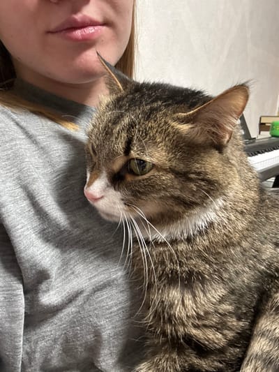 The image depicts an indoor residential setting. A human subject is partially visible on the left, showing the lower portion of their face, including the mouth and chin, and their left shoulder and upper chest, covered by a grey fabric garment. Positioned against the human is a domestic cat, exhibiting a tabby fur pattern in shades of brown, grey, and black, with a prominent white muzzle, a pink nose, and green eyes. The cat is wearing a thin white collar. Its head is oriented slightly to the left, away from the camera. In the background on the right, a white musical keyboard with black keys is partially visible, alongside a small green object. The specific location within the city of Krasny Klyuch, Russia, cannot be determined from the visual information provided.