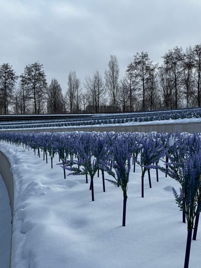 This image depicts a winter landscape in the city of Plodorodny, Russia. The foreground is dominated by numerous artificial lavender plants, characterized by purple flowering stalks and dark support stakes, arranged in parallel rows and emerging from a uniform layer of white snow. A curved, light-colored concrete or stone retaining wall borders the snow-covered ground on the left side of the frame. Beyond the lavender, multiple terraced levels contain additional rows of low green shrubbery, partially covered in snow. The background consists of a dense line of bare deciduous trees silhouetted against a uniformly grey, overcast sky. No individuals or discernible activities are present.