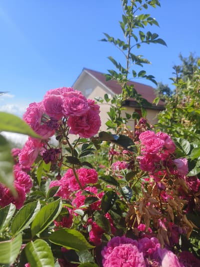 The image depicts a cluster of vibrant pink roses in the foreground, with a house and clear blue sky in the background. The roses are in various stages of bloom, with some fully open and others still forming buds. Their petals are ruffled and a deep fuchsia color. Several green leaves are scattered among the flowers, some partially obscuring the blossoms. To the left and right of the rose bush, additional greenery and more pink flowers can be seen. In the middle ground, a house with a reddish-brown roof and beige walls is visible. The house appears to be a single-story structure. The sky above is a uniform, cloudless blue. The overall impression is a sunny day in a garden setting. The location is identified as Лугаваслабадскі сельскі Савет, Belarus.