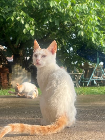 The image features two cats in an outdoor, sunny setting in Galabintsi, Bulgaria. The primary subject is a white cat with distinct ginger or orange markings on its ears and a bushy tail. This cat is positioned prominently in the foreground, looking directly at the camera with a curious expression. Its fur appears slightly dishevelled, and it has light-colored eyes. The cat is standing on a light grey, textured concrete or paved surface that runs along the right side of the frame.

In the blurred background, to the right and below the main cat, another cat is visible. This second cat also appears to be predominantly white with some darker patches, possibly lying down or resting.

The left side of the image is filled with lush, vibrant green foliage from trees or bushes, indicating a natural environment. The background behind the cats and the paved surface includes blurred hints of rustic structures, possibly wooden or brick, and some metallic elements, further suggesting a rural or semi-rural outdoor location. The bright lighting and clear shadows indicate it is daytime and sunny. There is no visible text in the media file.
