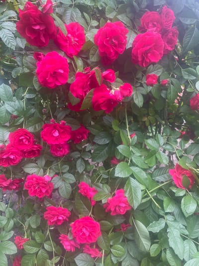 In an outdoor setting, a dense cluster of vibrant pink roses blooms abundantly against a backdrop of lush green foliage. The roses, in various stages of bloom, display intricate petal formations and rich, saturated color. The scene is likely a garden or public green space in the city of Vilne, Ukraine, where the roses are thriving. There are no people or animals visible in the image. The environment appears to be natural and verdant.
