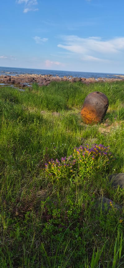 An outdoor, low-angle, vertical shot captures a waterfront scene in the city of Motorny, Russia. The image is dominated by lush green grass, with a cluster of purple and yellow wildflowers growing in the foreground. In the middle ground, a large, rusted, spherical object, possibly a buoy or a mine, rests on the grass. Beyond the grassy area, a rocky shore meets the calm, blue water, which extends to the horizon under a bright blue sky with scattered white clouds. The sunlight suggests it is daytime. There are no people or animals visible in the scene.