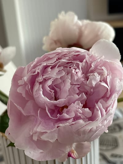 The image shows a close-up of a pale pink peony flower in bloom. The flower has many delicate, ruffled petals that overlap each other, creating a full and textured appearance. Some of the petals are tinged with white at the edges. In the background, another lighter pink or white flower is out of focus, suggesting a bouquet or garden setting. The flower is partially contained within a white vase with subtle vertical stripes. The lighting appears soft and natural, highlighting the translucent quality of the petals. The setting is likely indoors, given the soft background and the presence of the vase. There is no information in the image to suggest a specific location in Kalisz, Poland.