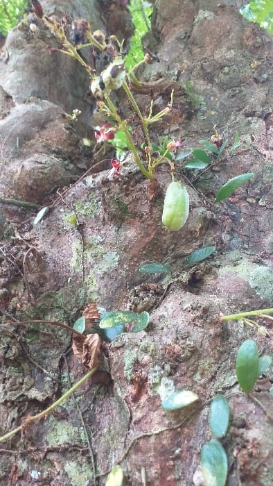 The image depicts a close-up view of a tree trunk in a tropical outdoor environment, specifically located in Serdang, Indonesia. The rough, brown bark of the tree trunk shows areas of lighter coloration and patches of green moss or lichen. Emerging directly from the trunk (cauliflory) are multiple clusters of small, reddish-pink flowers and developing flower buds on short stalks. Prominently featured on the right side of the frame, hanging from a short stem attached to the trunk, is a single, elongated, light green, immature fruit, approximately 5-7 cm in length, characteristic of a Bilimbi (*Averrhoa bilimbi*). Several small, dark green leaves, some rounded and some more elongated, are visible adhering to or growing on the tree trunk, interspersed with the bark's texture. There are no individuals or human-made objects present in the scene, which focuses exclusively on the botanical details.