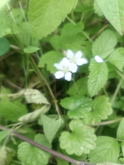 The image depicts a close-up, slightly blurred view of wild plants, predominantly green leaves and two small white flowers. One flower is in focus and clearly visible, showing five petals with a yellow center. The other flower, to its left, is also white but less distinct. The leaves are varied in shape and texture, with some appearing serrated and others smoother. A dark, thin stem runs diagonally across the lower portion of the image. The background is a mix of green foliage and darker, out-of-focus areas. The scene appears to be an outdoor natural setting, possibly a field or woodland edge. There is no indication of human presence or any specific urban environment. The location is identified as Далёкаўскі сельскі Савет, Belarus, which is a rural administrative division, reinforcing the natural setting.
