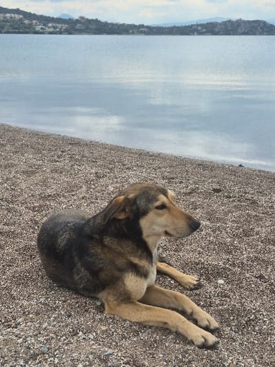 A medium-sized mixed-breed dog, characterized by brown and black fur with lighter tan markings on its muzzle, chest, and legs, lies horizontally on a pebbled beach. The dog faces right, looking towards the distant horizon across a calm body of water. Its front paws are extended forward. The immediate foreground consists entirely of small, light-colored pebbles. In the mid-ground, the placid water reflects a partially cloudy sky. The background reveals a distant landmass comprising hills, some green vegetation, and several scattered buildings along its shoreline. This scene is situated in the Municipal Unit of Loutraki - Perachora, Greece, with the body of water identified as the Gulf of Corinth.