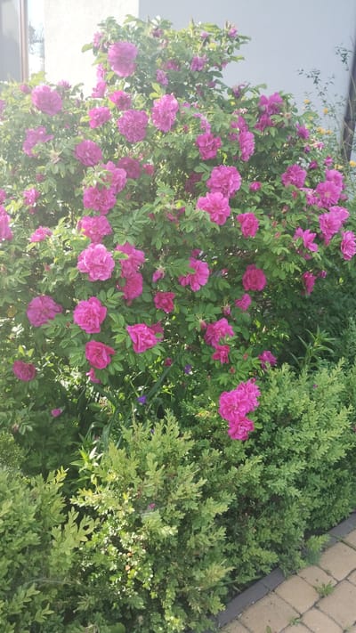 The image shows a close-up of a vibrant garden scene. A large bush covered in bright pink flowers dominates the left side of the frame, with green foliage intermixed. To the right, a different type of bush with smaller, denser leaves creates a textured backdrop. The background includes a building wall in the upper left and paving stones in the upper right.
It is not possible to verify the image location is Khmilnyk, Ukraine.
