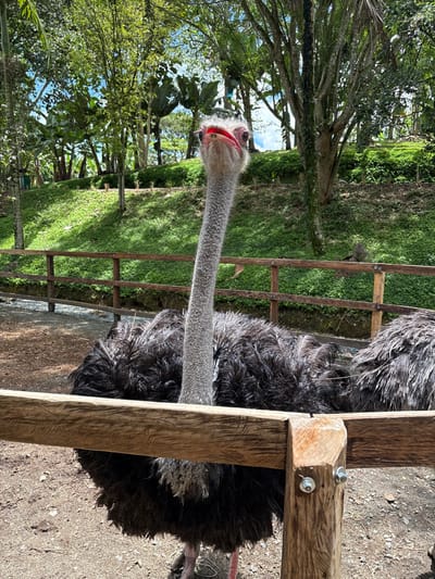 This image captures a close-up, head-on view of an ostrich within an outdoor enclosure, likely a zoological park or sanctuary, in Quimbaya, Colombia.

The primary subject is an ostrich, positioned centrally, with its head and long, slender, grey neck extending vertically upwards. Its face, framed by sparse white feathers, features large, dark eyes and a prominent, wide, reddish-pink beak that is slightly open, revealing a darker interior. The top of its head has a patch of sparse, reddish-brown feathers. The ostrich's body, covered in dense, ruffled black feathers, is visible behind a thick, rough-hewn wooden fence railing that spans horizontally across the lower third of the frame. Parts of at least one other ostrich, covered in similar dark, ruffled feathers, are partially visible to the right of the main subject.

The ground within the enclosure is a light brown, dry, and somewhat rocky dirt surface. Behind the wooden fence, a second, lighter brown wooden fence runs parallel, demarcating a path or a lower area. Beyond this, the terrain slopes upwards, covered extensively in vibrant green ground cover and lush, tall trees of various species, including some with large, fan-like leaves. The upper portion of the image shows a bright, clear blue sky peeking through the tree canopy, indicating daylight conditions. No people are visible in the frame.